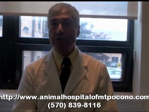 How Often You Need To Bring Your Pet to A Vet in Mt. Pocono