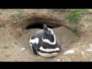 Les manchots d'isla Magdalena