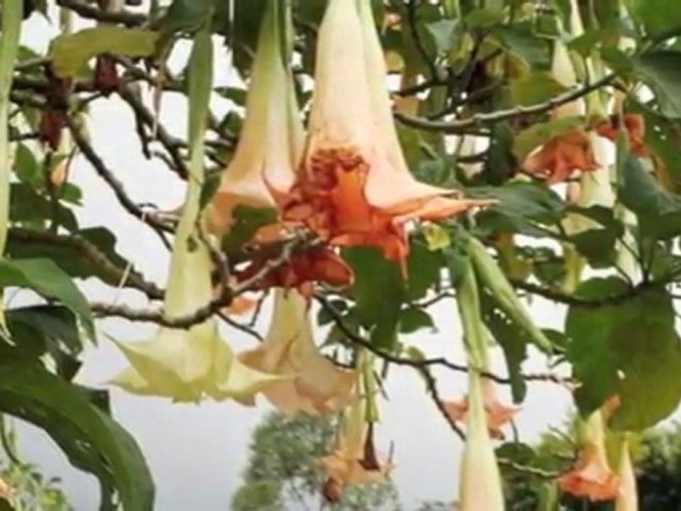 Bir fincan kahve olsam