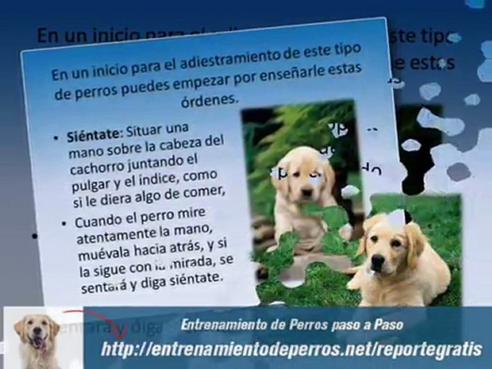 Escuela de Adiestramiento Canino y Entrenamiento de Perros