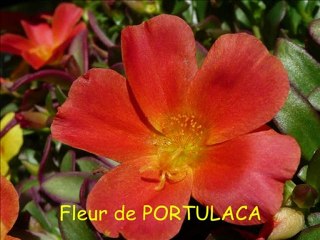 LES FLEURS DE MARIE-CLAIRE-PRINTEMPS-ETE 2010