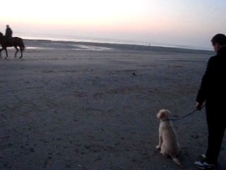 Goliath découvre les chevaux