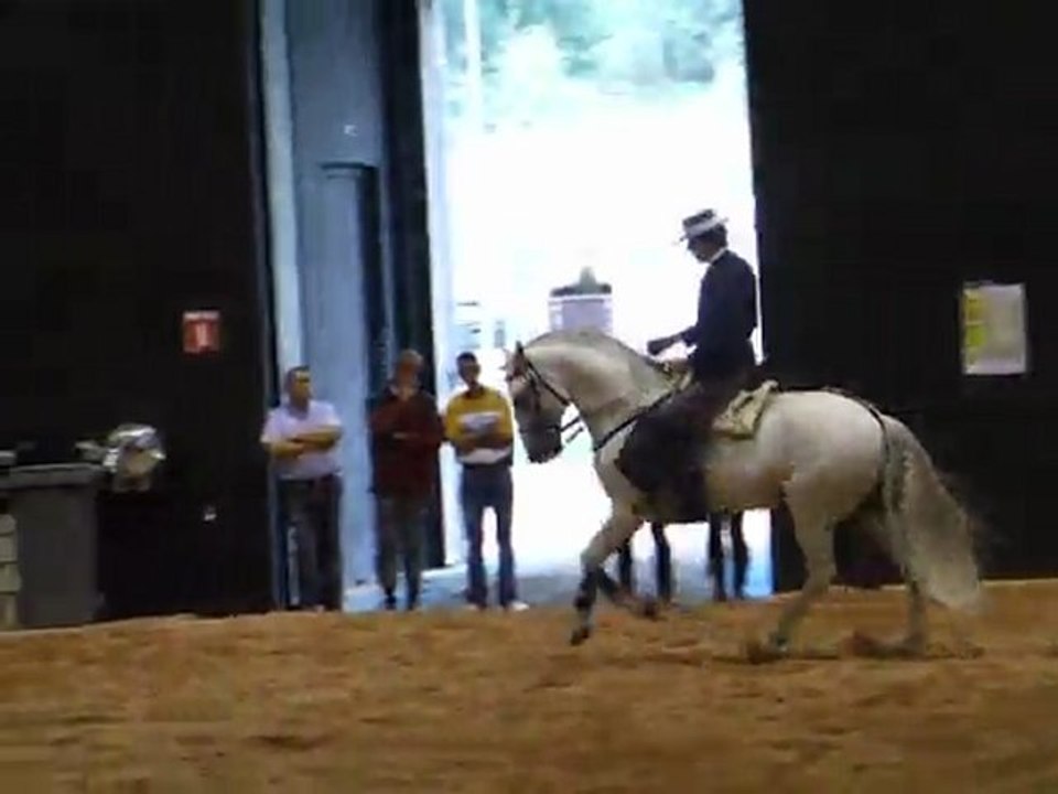 SAO Etalon Lusitanien Spectacle Roanne 2009