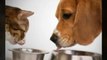 Dog Food Supplements, Dog beds for large dogs, Dog cart harness - All at one place - YouTube