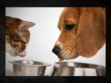 Dog Food Supplements, Dog beds for large dogs, Dog cart harness - All at one place - YouTube