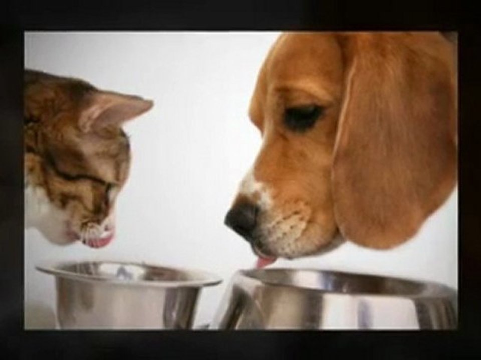 Dog Food Supplements, Dog beds for large dogs, Dog cart harness - All at one place - YouTube