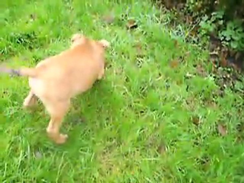 vidéo du 24.11.2011 des 3 dernières fifilles ...