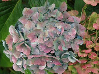 randonnées en Iroise