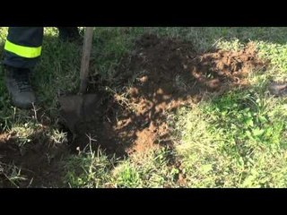 Cesa (CE) - Festa dell'Albero 2