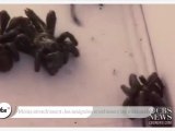 Zapping décalé : Les araignées envahissent les maisons texanes