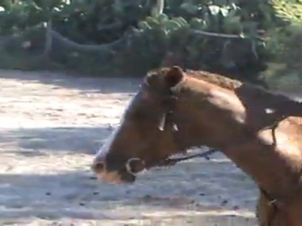 my horse and me!