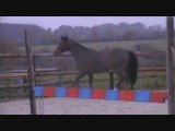 gros poney le 24/11/2011