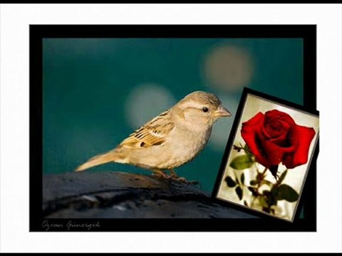 Erkan OĞUR - Bülbülüm Altın Kafeste