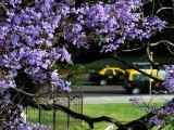 A beleza dos jacarandás de Buenos Aires