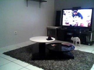 Chien intelligent et pratique