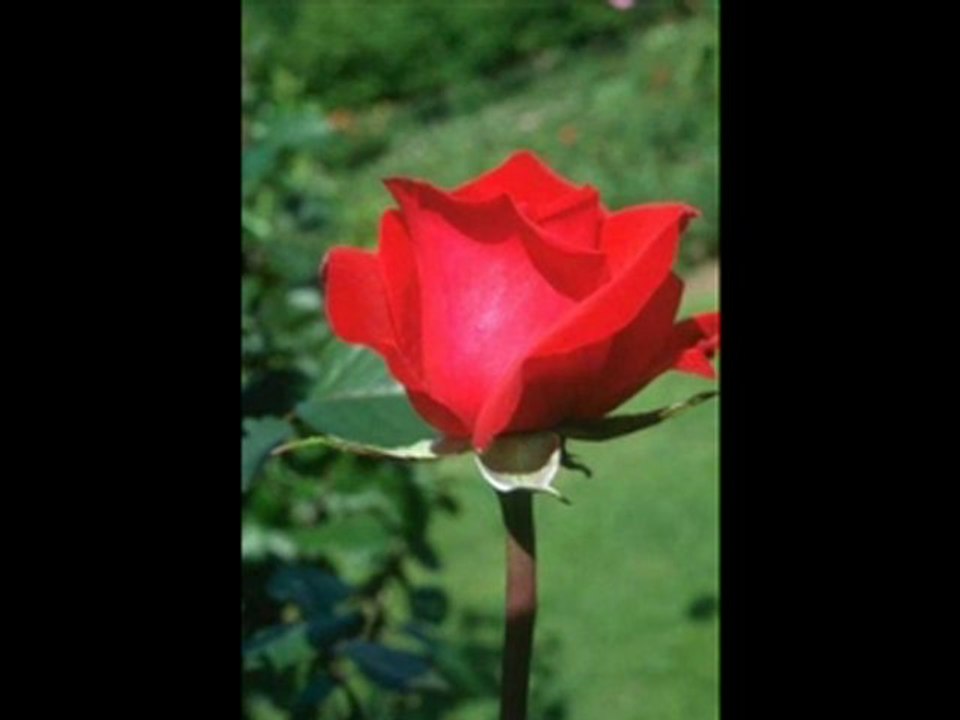 seni kendim gibi seviyorum