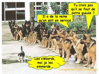 S’ils  avaient la parole nos amis les animaux..