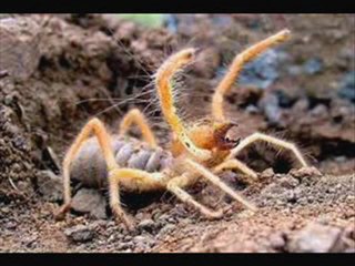Camel Spiders HD Trailer Movie