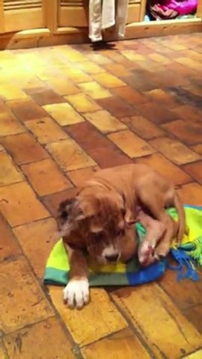 Ganesh, mon chiot dogue allemand.