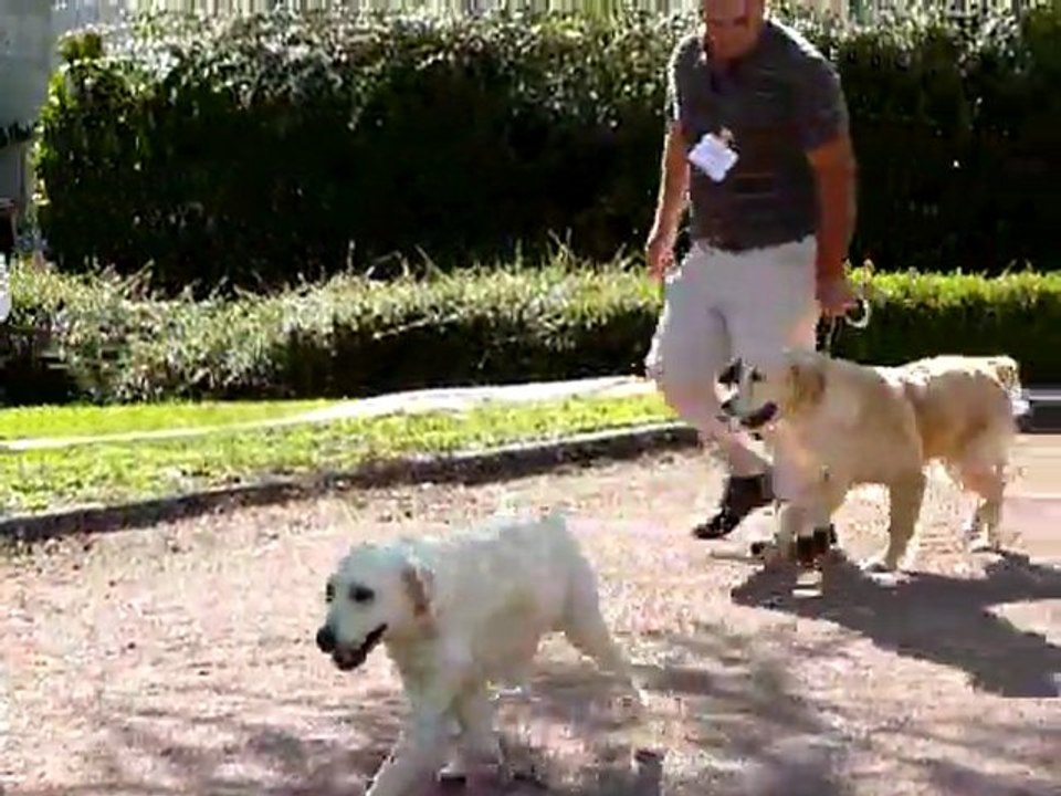 Centenaire Roiffé  9-9-11 (3) toutes les puppy femelle