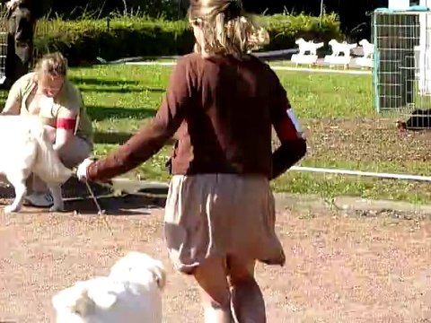 Centenaire Roiffé 9-9-11 Guidelle Puppy 4 finalistes