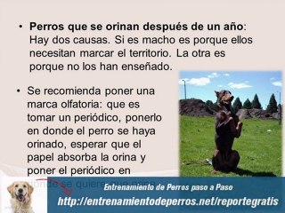 Como Educar a un Cachorro