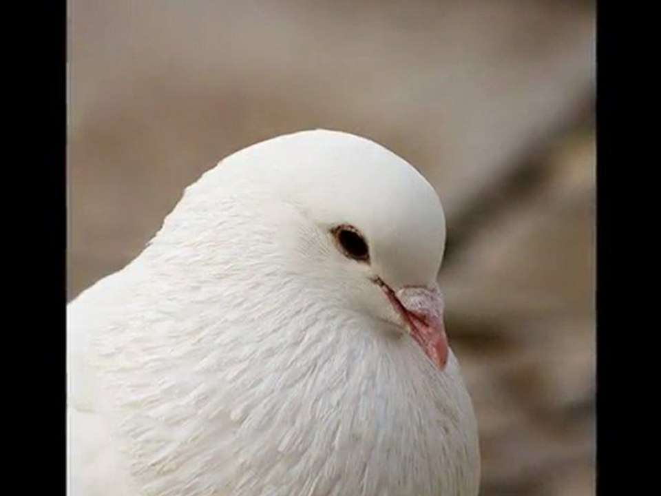 ÇOK TEŞEKKÜR EDERİM & GÜLBEN ERGEN