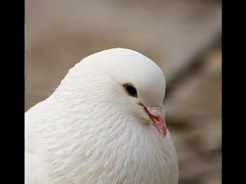 ÇOK TEŞEKKÜR EDERİM & GÜLBEN ERGEN
