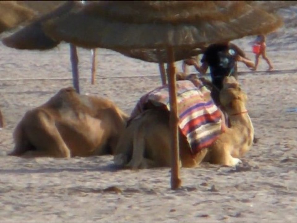 mes enfants dans les eaux chaudes de mon enfance en Tunisie