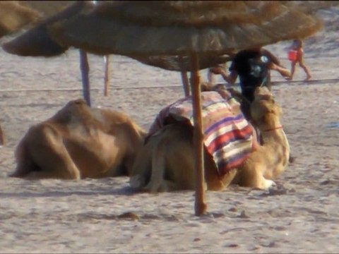 mes enfants dans les eaux chaudes de mon enfance en Tunisie