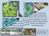 Decorate Your Shaded Landscaping Areas with Beautiful and Well-Performing Hostas from Plant Delights Nursery, Inc.