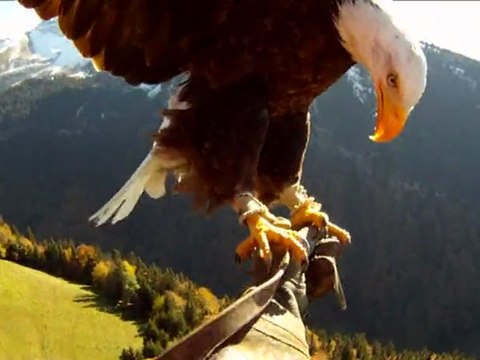 Caméra embarquée sur un aigle en plein vol