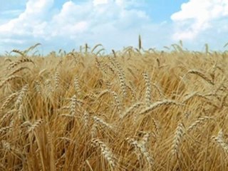 Sofa Sound Of Anatolia - İp Attım (Ankara Bağları)