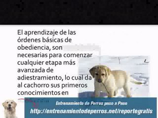 Manual de Adiestramiento canino Gratis