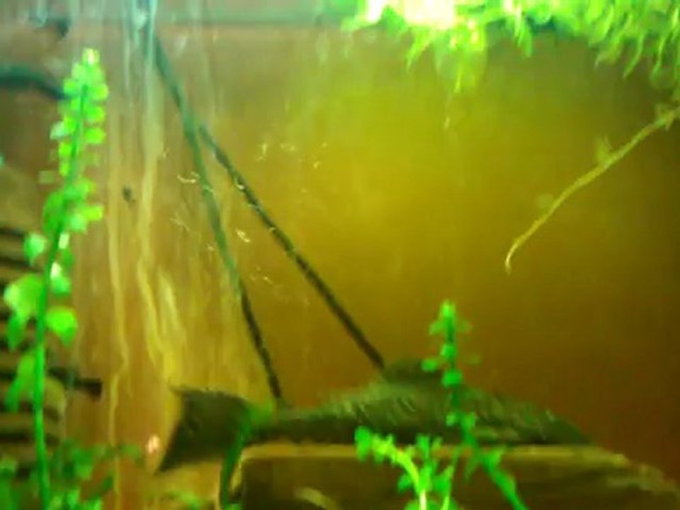 HTC 7 Mozart z Windows Phone akwarium i rybki