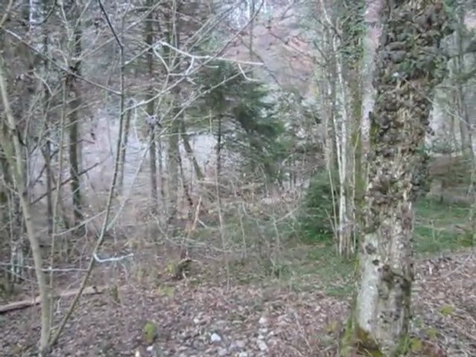 TECKELS DU BOIS D'IVRES CHASSANT LES SANGLIERS