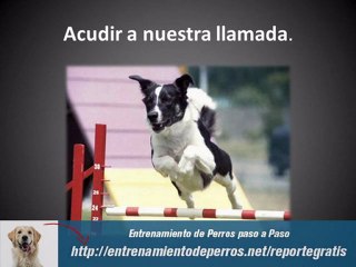 Como Entrenar a un Perro