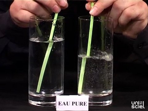 Prévoir où sortent les bulles