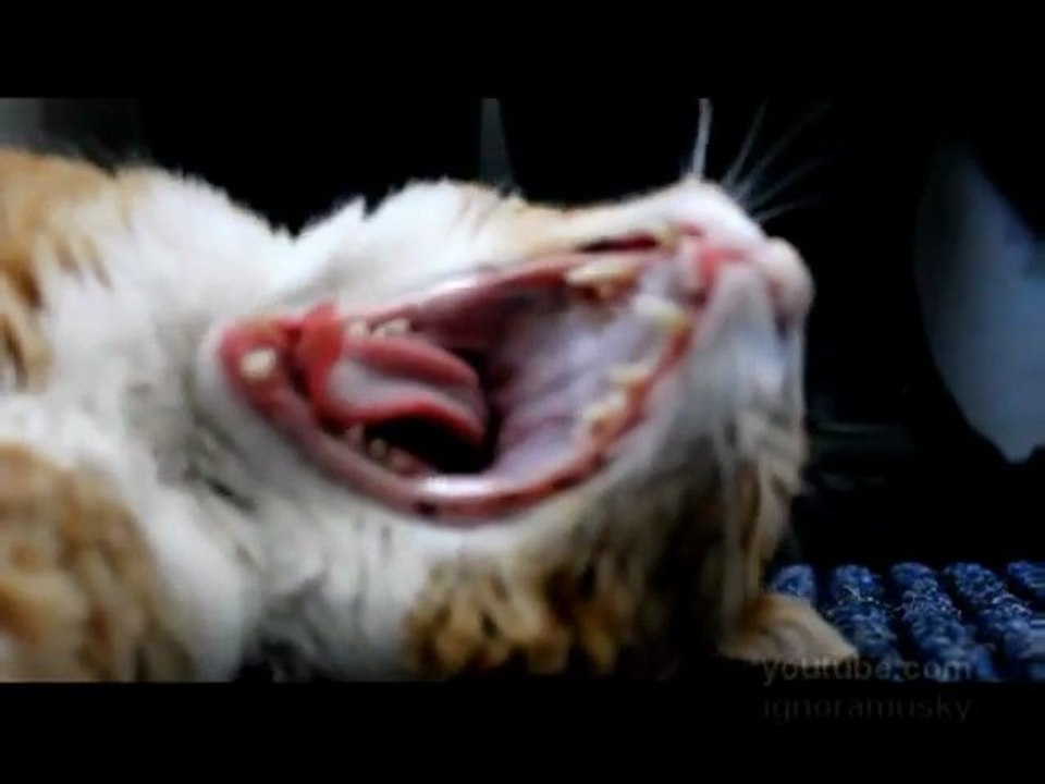 Les chats sont des chanteurs de metal