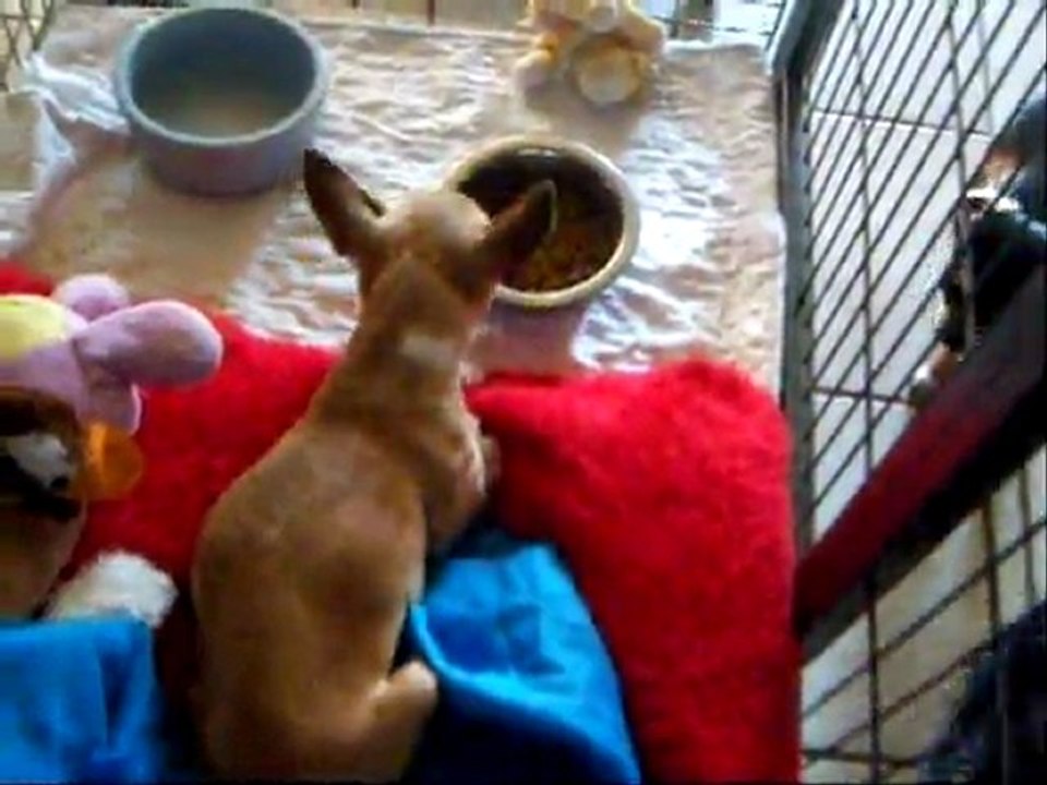 film Alegria le 2511 002