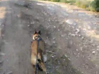 Extrait Entrainement Canicross