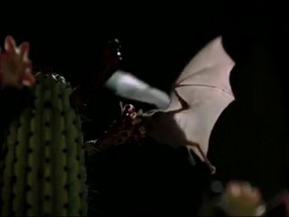 AS MARAVILHAS DA NATUREZA