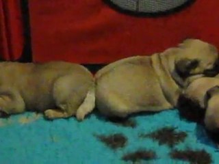 les bb d'Ephy-belle et de Cosmopolitan, à 5 semaines, nov 2011