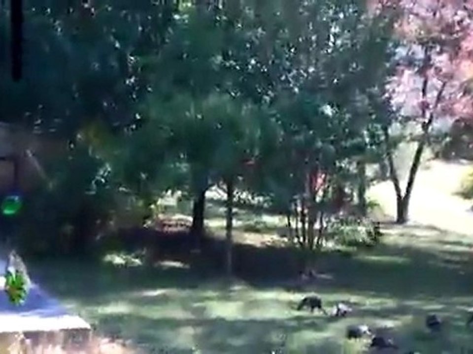 I love the turkeys