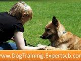 How To Train Your Dog - Puppy Training - Dog Training