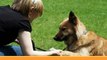 How To Train Your Dog - Puppy Training - Dog Training