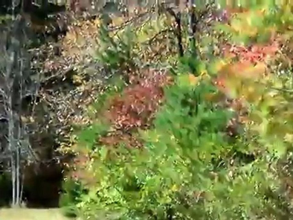 I see Deer