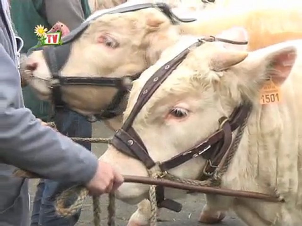 JT Vendée agricole TV du vendredi 25 novembre 2011