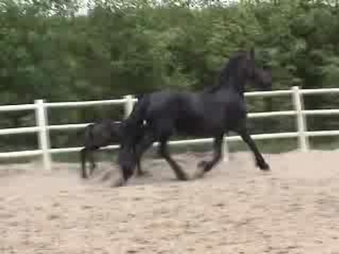 Franciska Tonnie Friesian horses