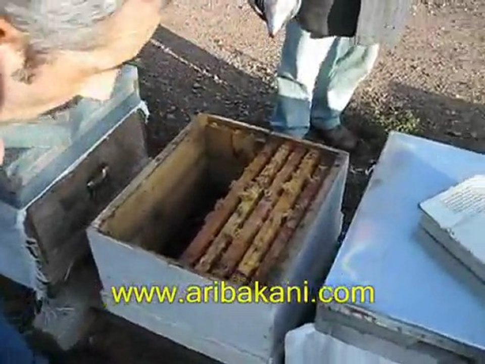 Arı kolonisinin sıkıştırılması, sonbahar arıcılık videoları